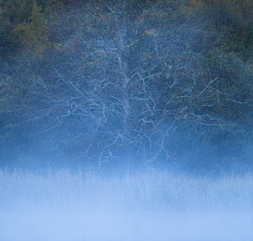 Stora och små landskap vid nedre dalälven, Färnebofjärdens nationalpark. Fotoresa med Wild Nature fotoresor. Foto Jonathan Stenvall