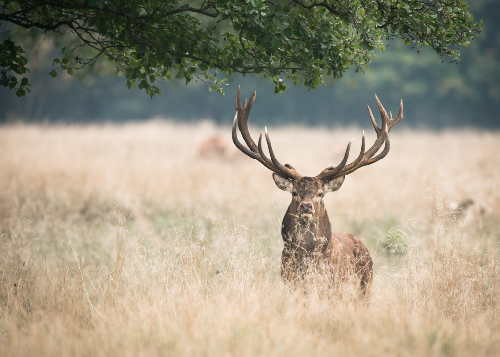 Kronhjortsbrunst i ädellövskogen, Danmark. Fotoresa med Wild Nature fotoresor. Foto, Marie Mattsson, kronhjort, red deer, höst, danmark