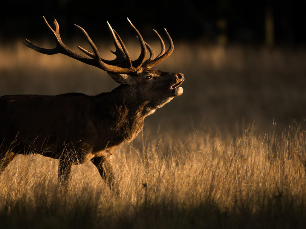 Kronhjortsbrunst i ädellövskogen, Danmark. Fotoresa med Wild Nature fotoresor. Foto, Marie Mattsson, kronhjort, red deer, höst, danmark