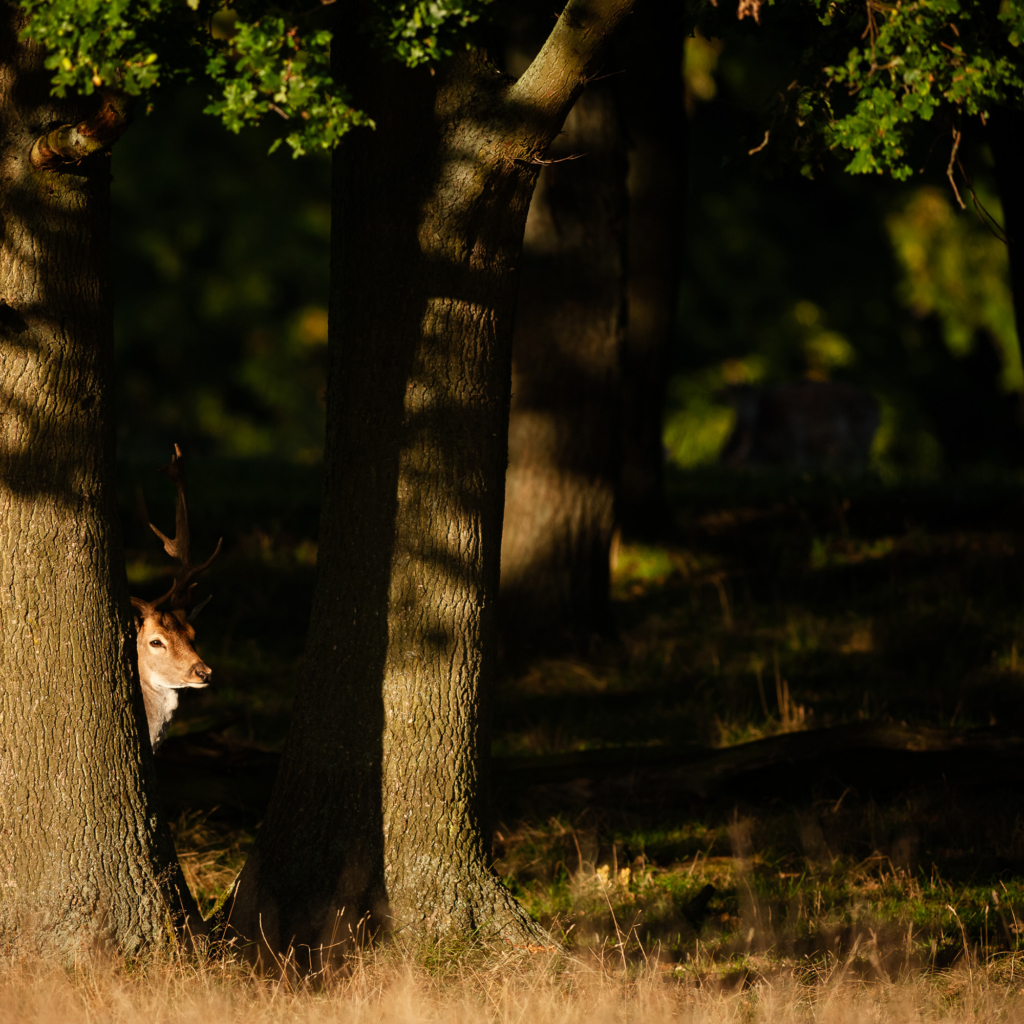 Kronhjortsbrunst i ädellövskogen, Danmark. Fotoresa med Wild Nature fotoresor. Foto, Marie Mattsson, kronhjort, red deer, höst, danmark