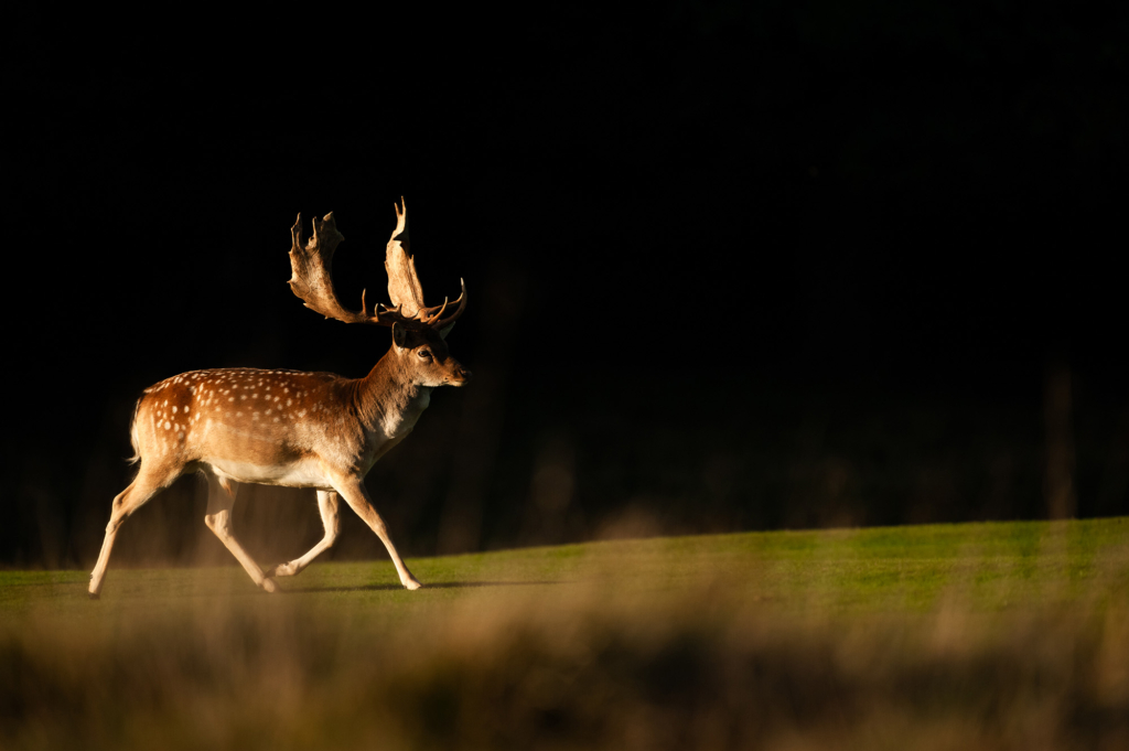 Kronhjortsbrunst i ädellövskogen, Danmark. Fotoresa med Wild Nature fotoresor. Foto, Marie Mattsson, kronhjort, red deer, höst, danmark