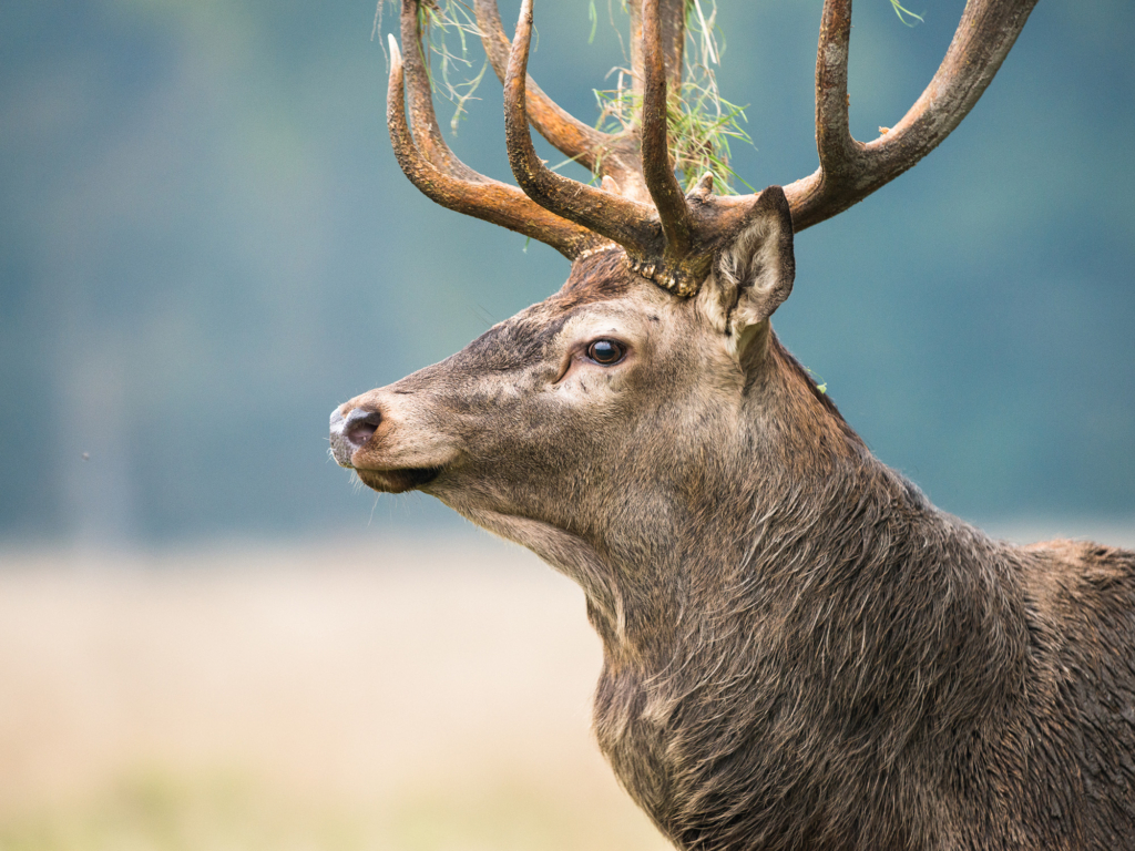 Kronhjortsbrunst i ädellövskogen, Danmark. Fotoresa med Wild Nature fotoresor. Foto, Marie Mattsson, kronhjort, red deer, höst, danmark