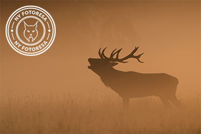 Kronhjortsbrunst i ädellövskogen, Danmark. Fotoresa med Wild Nature fotoresor. Foto, Henrik Karlsson, kronhjort, red deer, höst, danmark