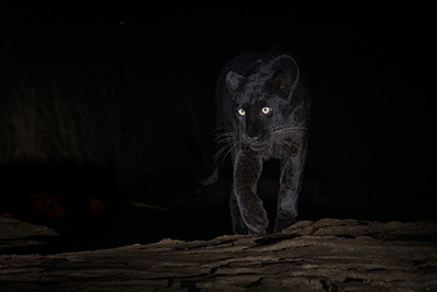 The black ghost of Laikipia, Kenya. Photo tour with Wild Nature Photo Adventures. Photo by Henrik Karlsson.