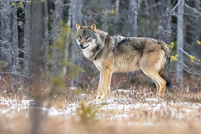 Wolfs in a wintry Finland. Photo tour with Wild Nature Photo Adventures. Photo: Jan Gyllensten. Wolf,varg